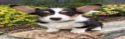 Welsh Corgi Pembroke dogs for sale: Nora - Ad 1
