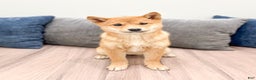 Shiba Inu dogs for sale: Molly - Ad 1