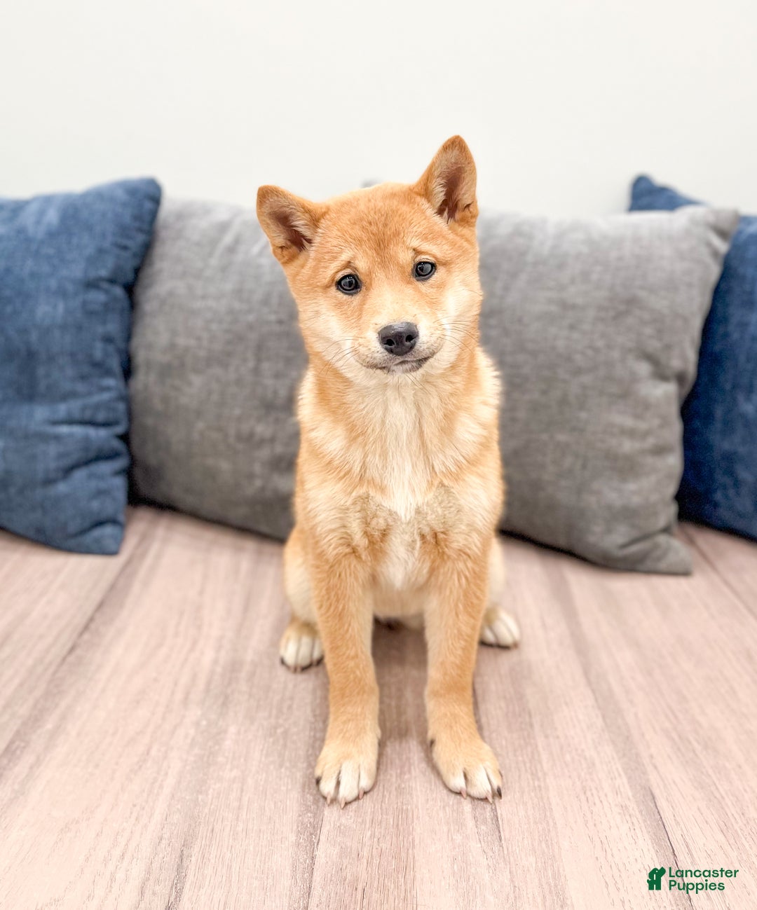 Shiba Inu dogs for sale: Molly - Ad 1