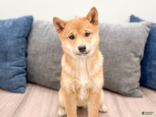 Shiba Inu dogs Molly - Ad 16