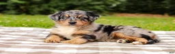 Aussiedoodle dogs for sale: Bailey Standard Sized - Ad 7