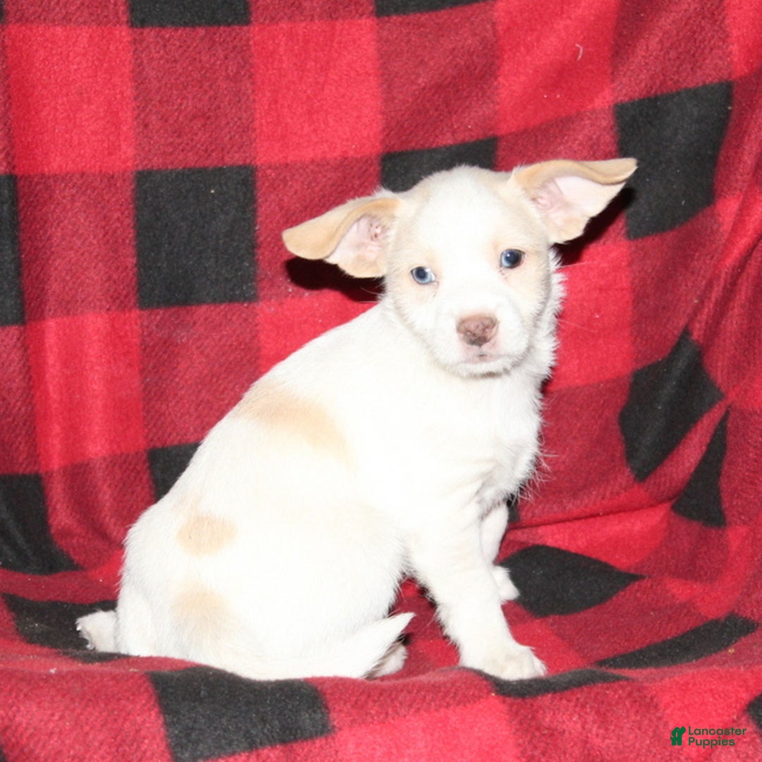 Mixed Breed dogs for sale: Rascal  - Ad 1