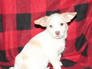 Mixed Breed dogs Rascal - Ad 27