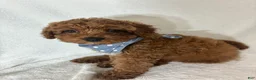 Mini Goldendoodle dogs for sale: Gage - Ad 3