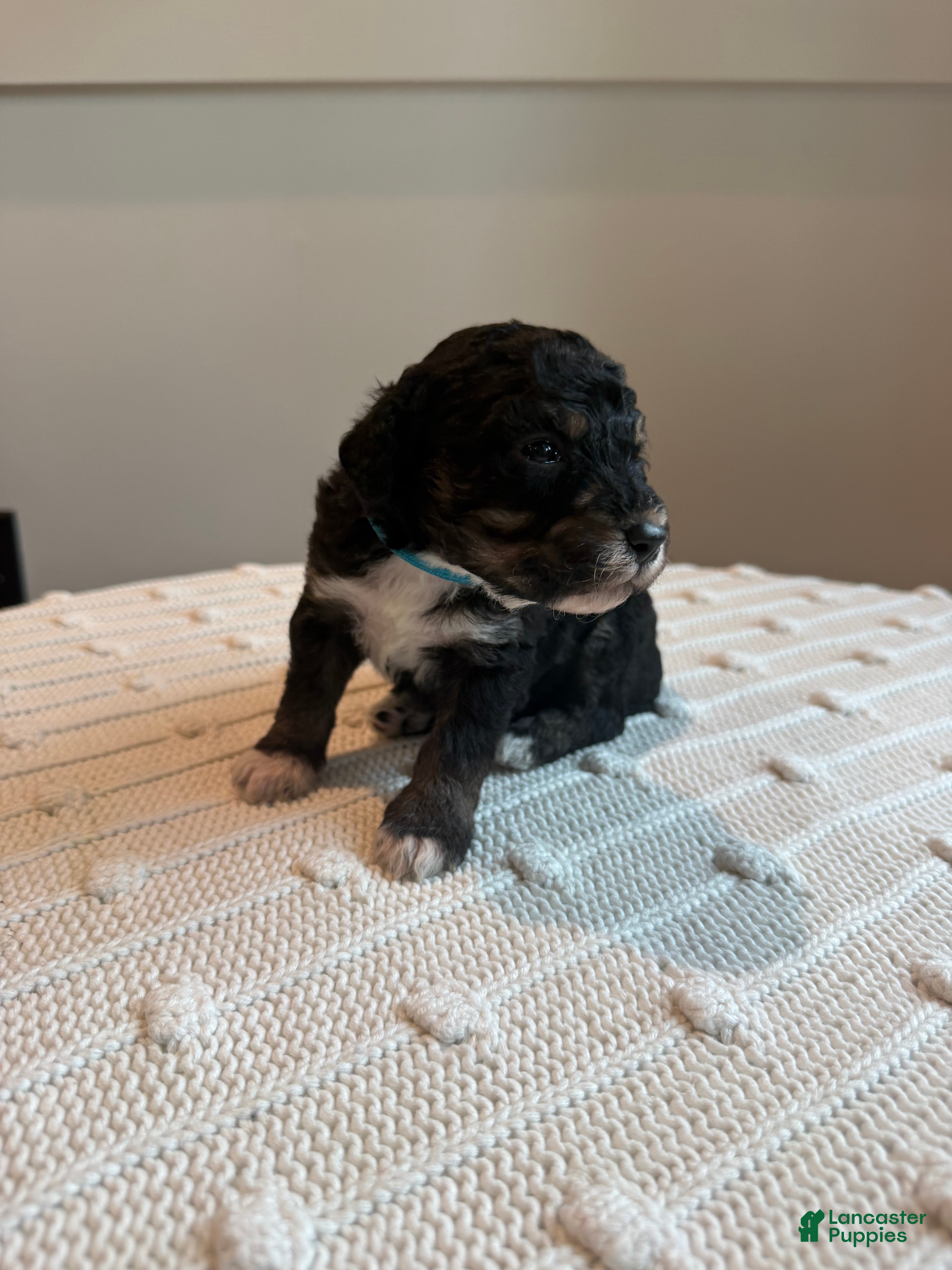Mixed Breed dogs Mochi - Ad 18