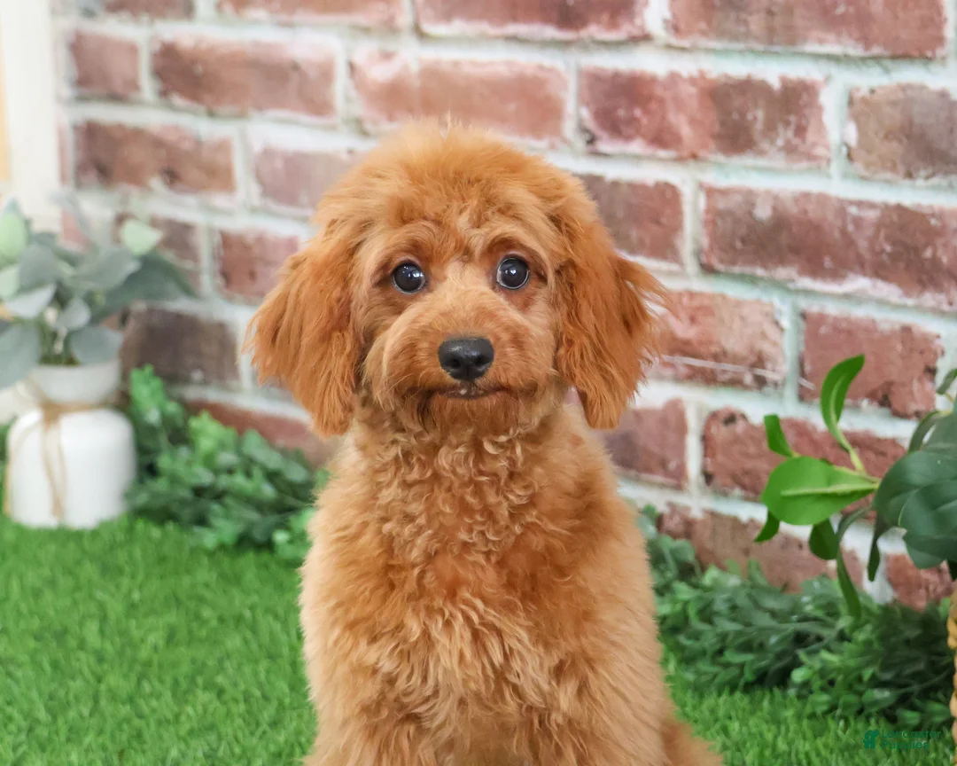 Cavapoo dogs for sale: Beauty  - Ad 14