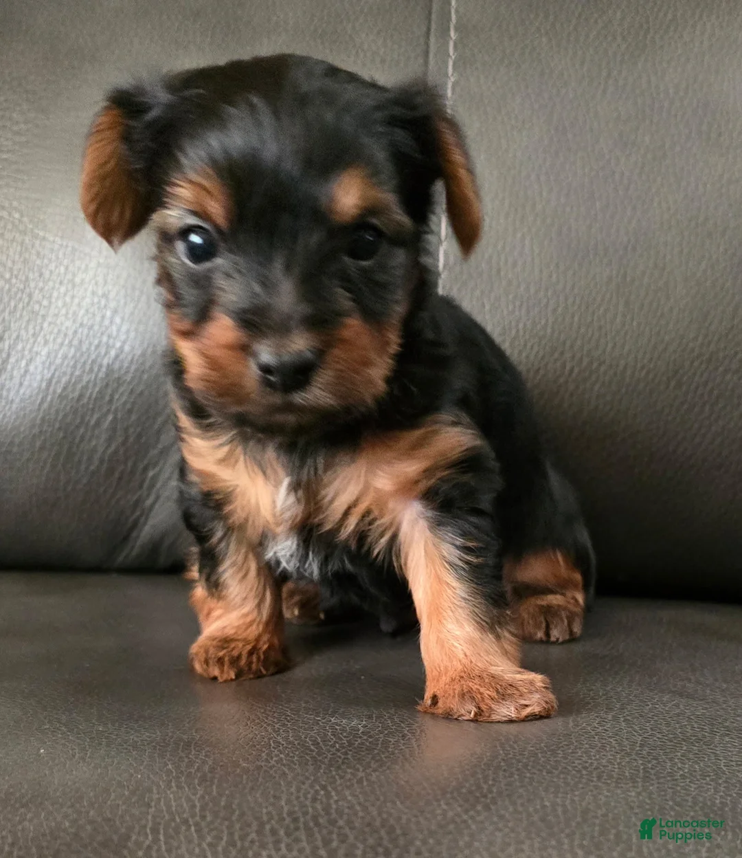 Yorkshire Terrier dogs for sale: Rocky - Ad 1