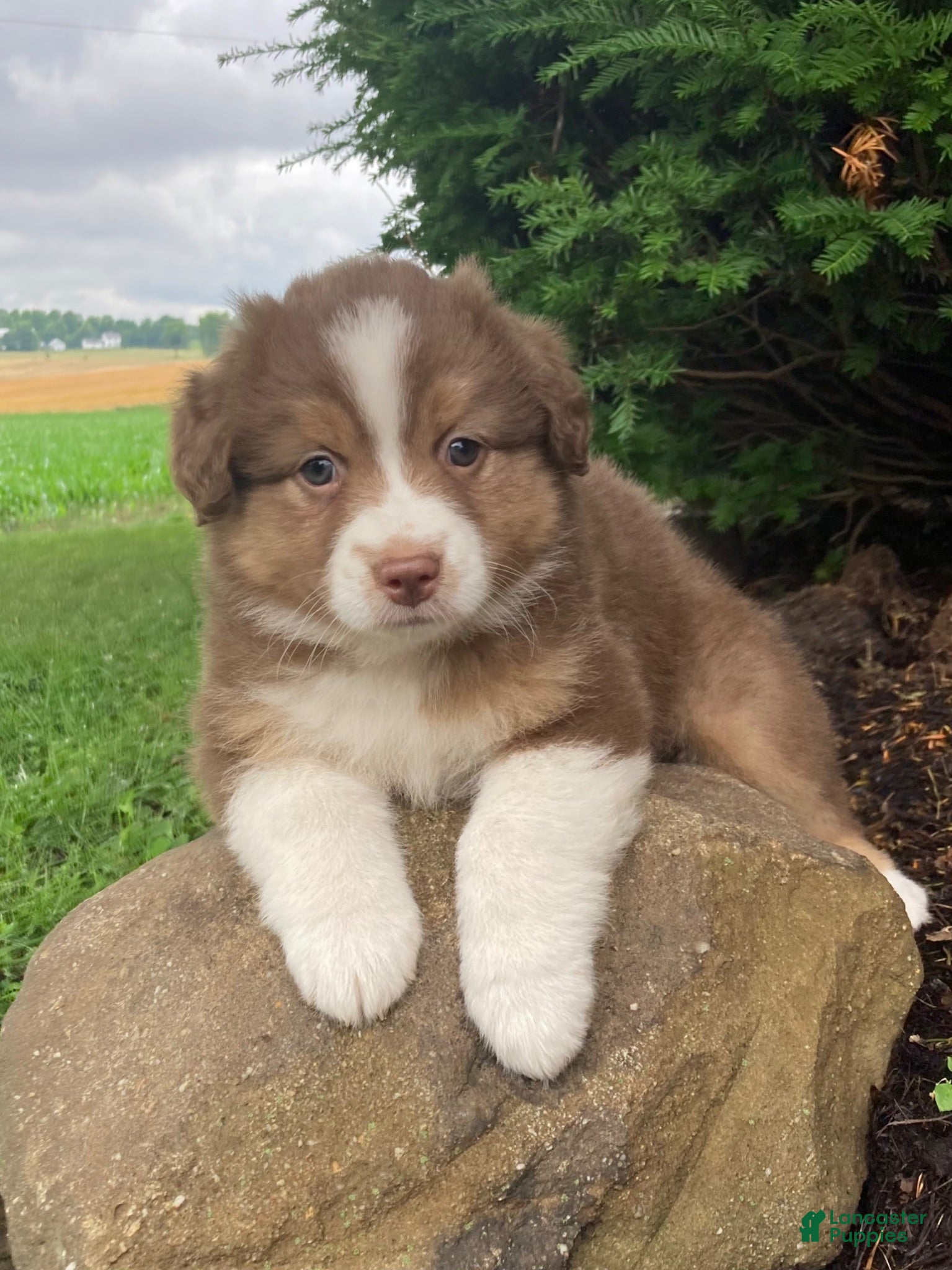 Australian Shepherd dogs Bella - Ad 1