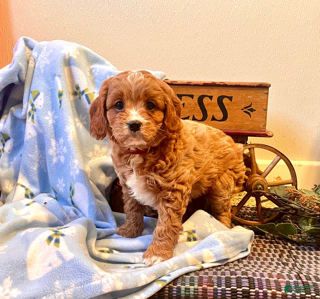 Cavapoo dogs for sale: Cupcake🐾❤️Call 717-475-6780 - Ad 1