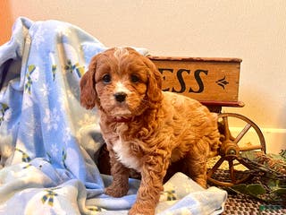 Cavapoo dogs Cupcake🐾❤️Call 717-475-6780 - Ad 23