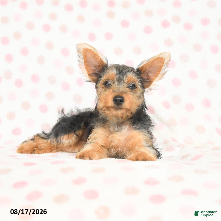Yorkshire Terrier dogs Quincy - Ad 2