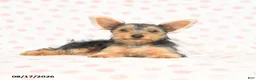 Yorkshire Terrier dogs for sale: Quincy - Ad 2