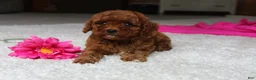 Cavapoochon dogs for sale: Molly - Ad 3