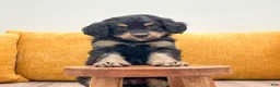 Mini Bernedoodle dogs for sale: Honey - New Video - Ad 5