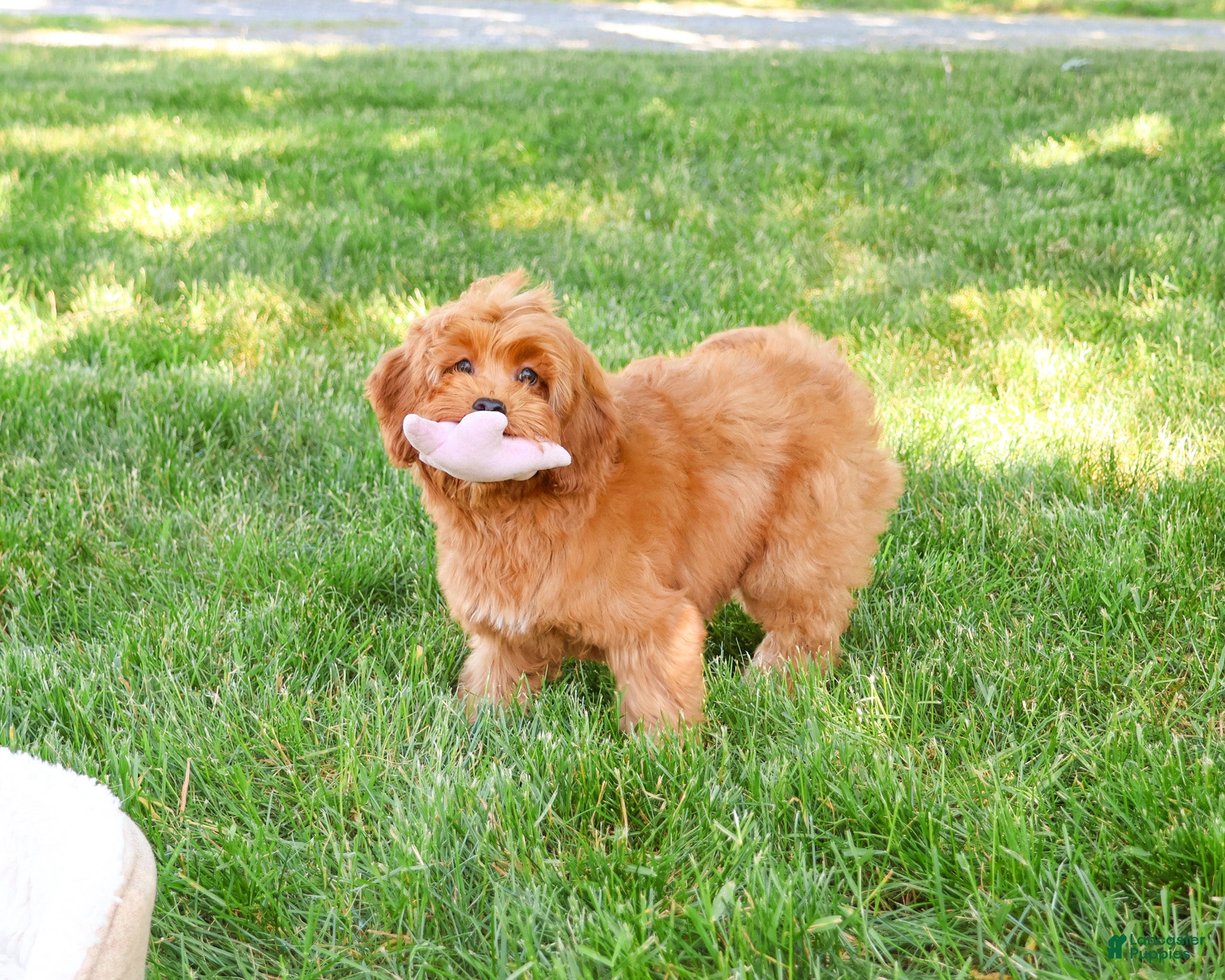 Cavapoo dogs Amore  - Ad 19