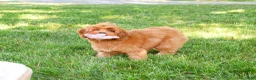 Cavapoo dogs for sale: Amore  - Ad 1