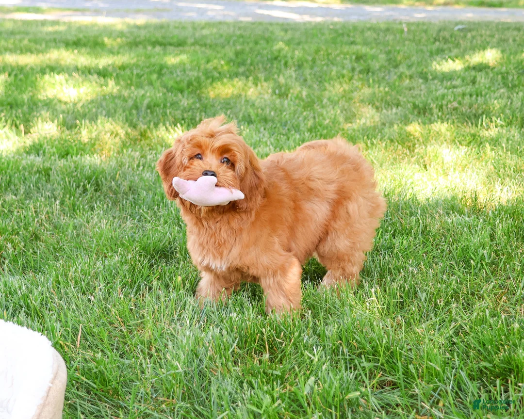 Cavapoo dogs for sale: Amore  - Ad 1