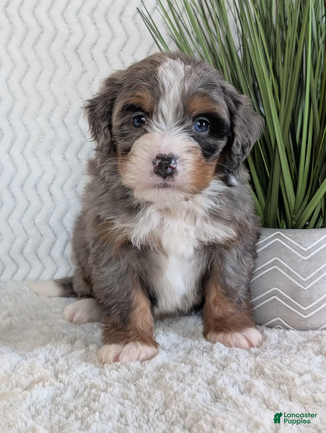 Mini Bernedoodle dogs for sale: Mini Nemo  - Ad 6