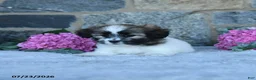 Malshi dogs for sale: Taffy - Ad 3