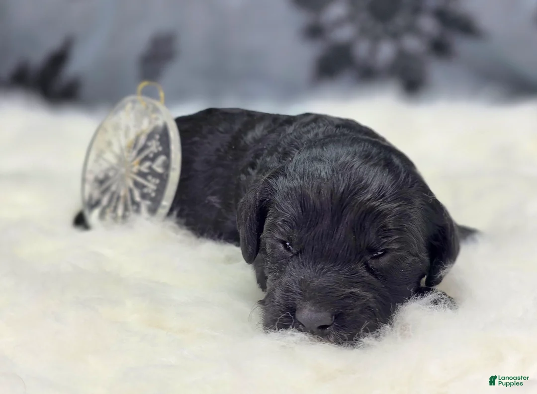 Cockapoo dogs for sale: Sirius - Ad 6