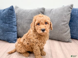 Goldendoodle dogs Callie - Ad 9