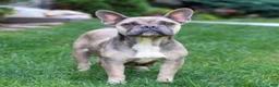 French Bulldog dogs for sale: Rose  - Ad 4
