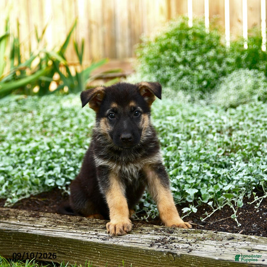 German Shepherd dogs Vlad - Ad 1