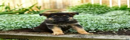 German Shepherd dogs for sale: Vlad - Ad 1
