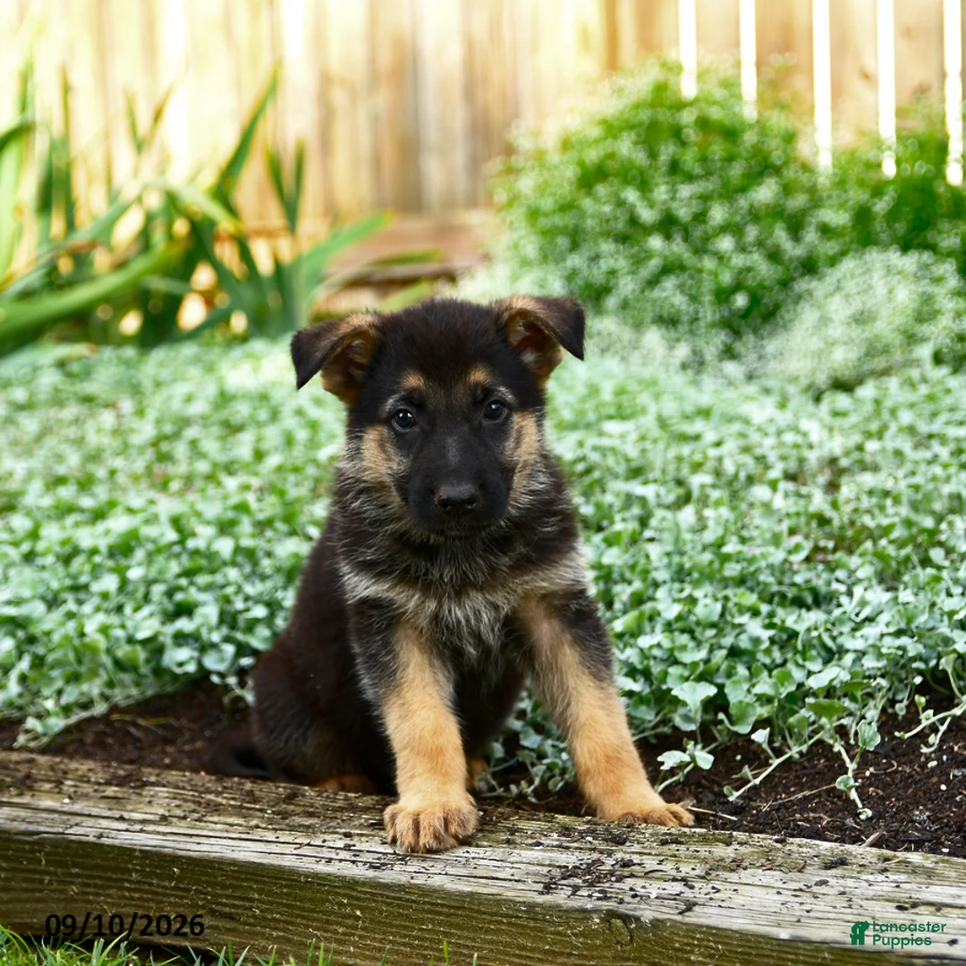 German Shepherd dogs for sale: Vlad - Ad 1