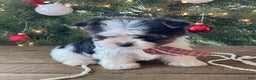 Mixed Breed dogs for sale: Baily - Ad 7