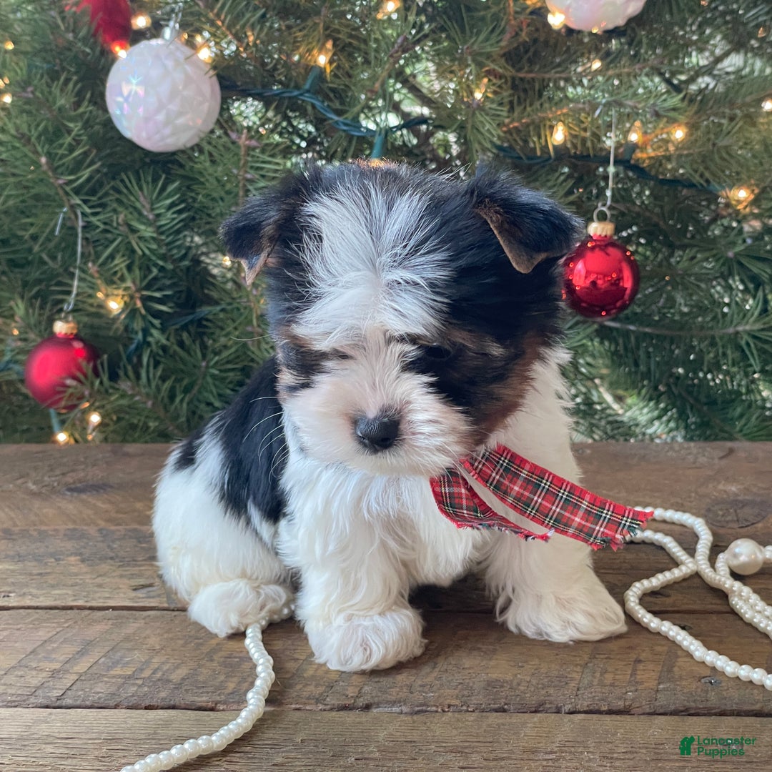 Mixed Breed dogs for sale: Baily - Ad 7