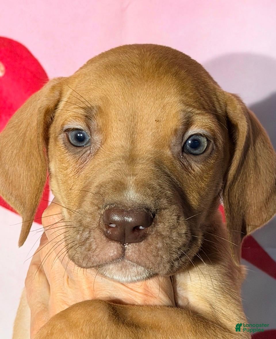 Great Dane dogs BOBBY - CHOCOLATE FAWN - Ad 28