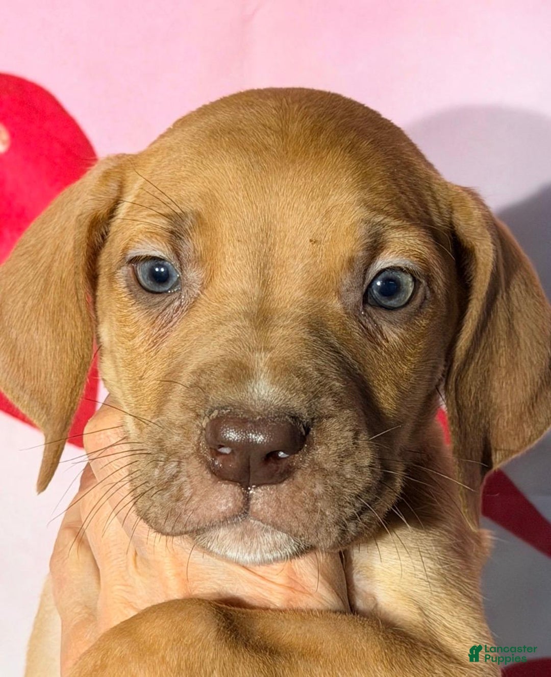 Great Dane dogs for sale: BOBBY - CHOCOLATE FAWN - Ad 1