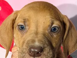 Great Dane dogs BOBBY - CHOCOLATE FAWN - Ad 28