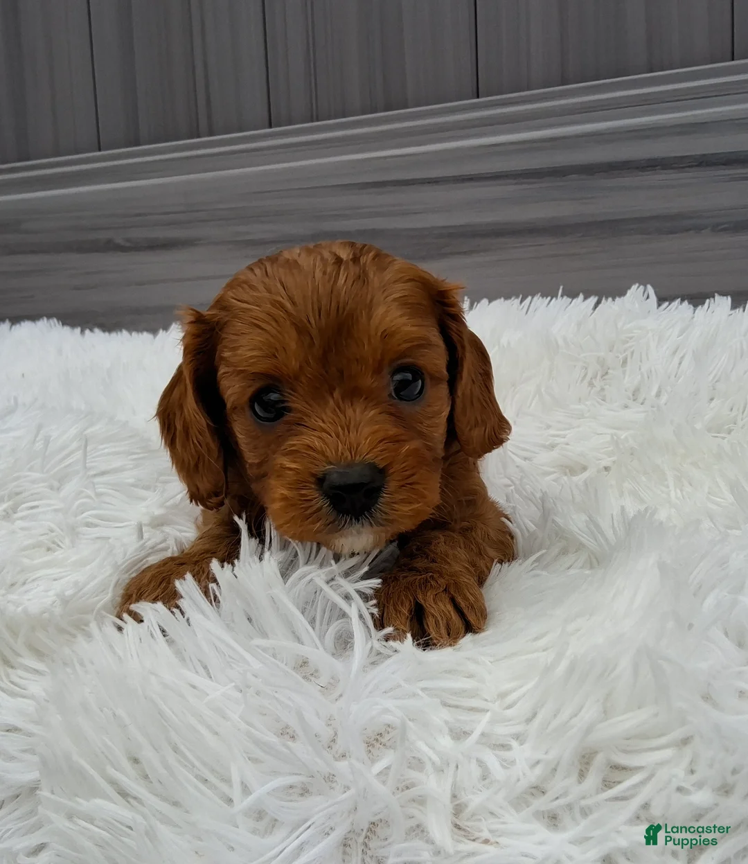 Cavapoo dogs for sale: Nova - Ad 1