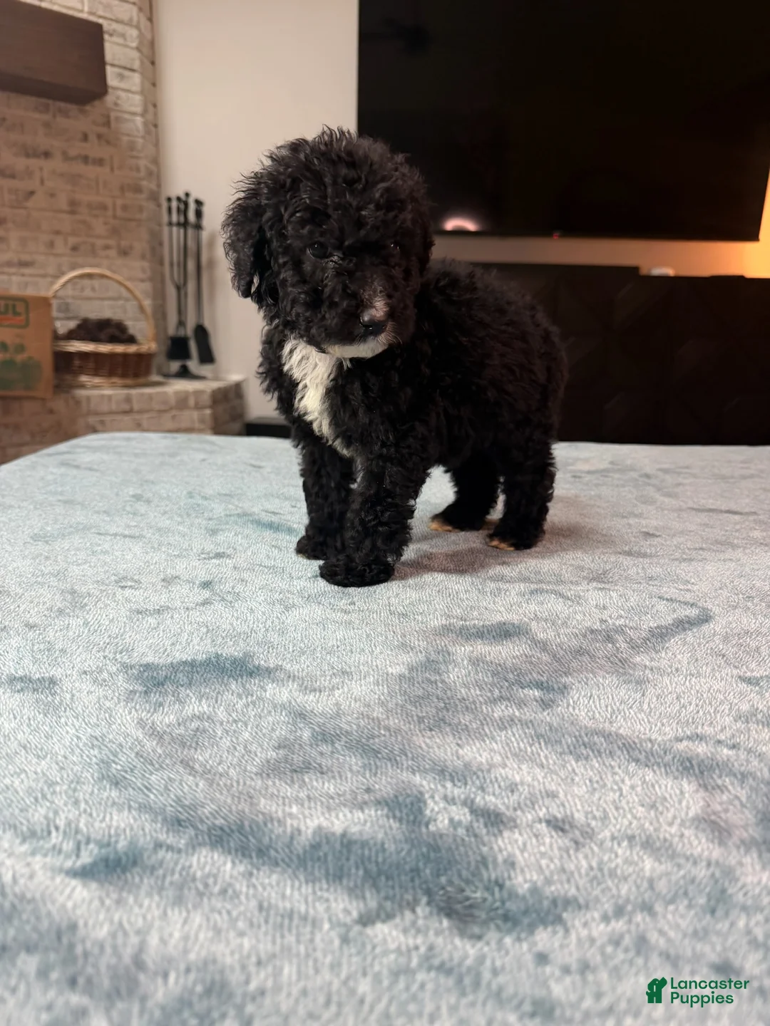 Bordoodle dogs for sale: Pink Girl - Ad 2