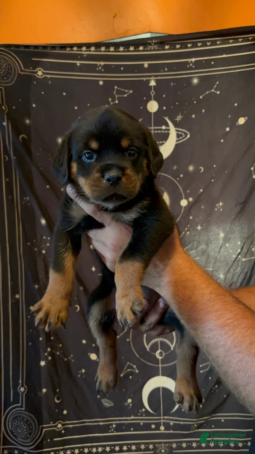 Rottweiler dogs for sale: Rottweiler 5 - Ad 2