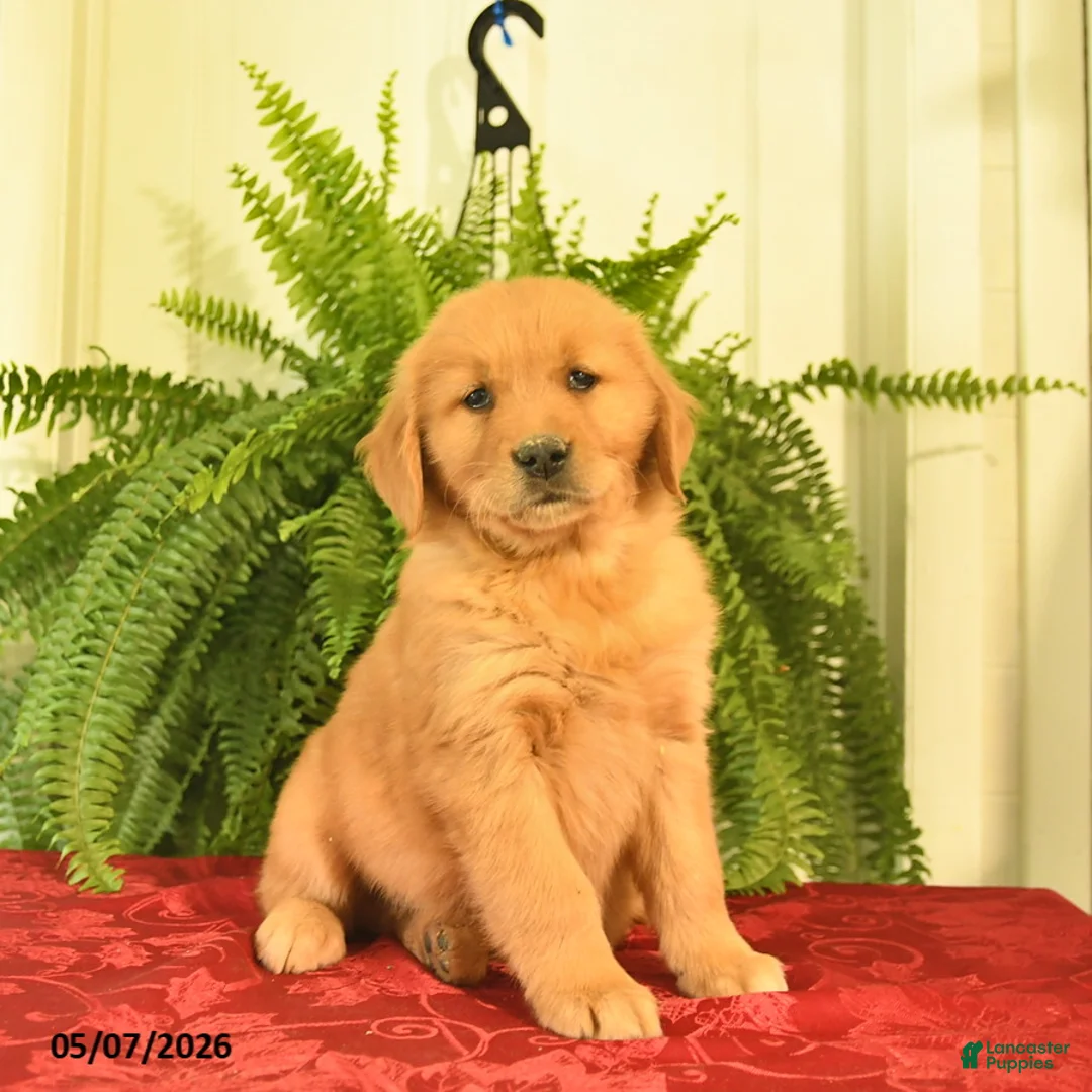 Golden Retriever dogs for sale: Wilbur  - Ad 2