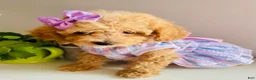 Maltipoo dogs for sale: Tiny Tulip - Ad 7