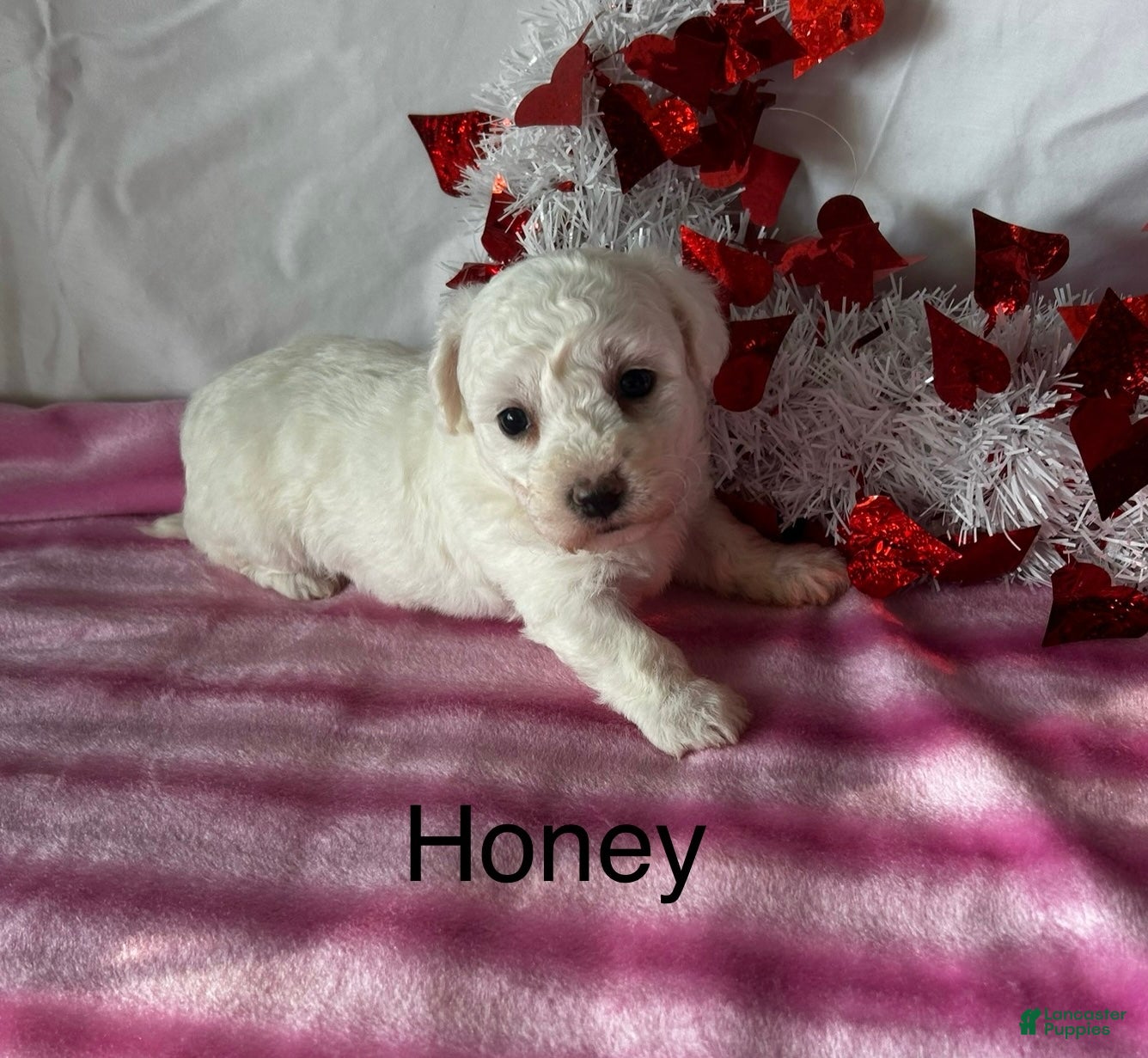 Bichon Frise dogs Bichon Frise Puppy 2 - Ad 7