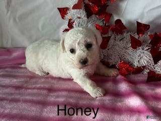 Bichon Frise dogs Bichon Frise Puppy 2 - Ad 7