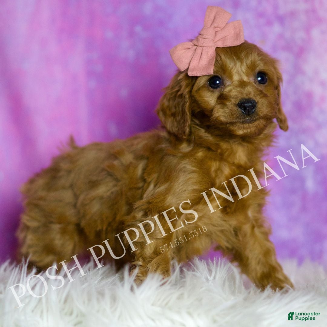 Cavapoo dogs Sunflower Adorable F1B Champion Line Cavapoo - Ad 2