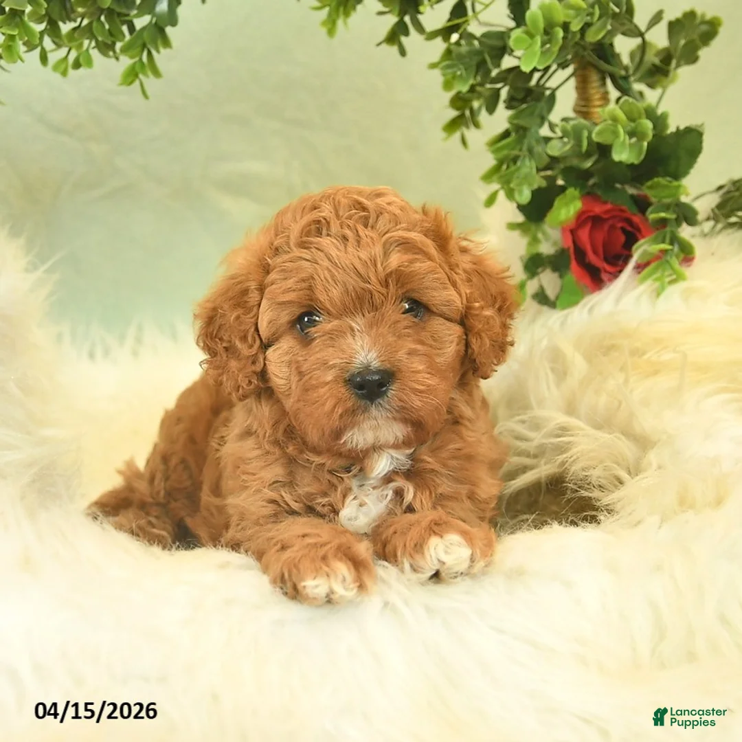 Cavapoo dogs for sale: Cinnabon  - Ad 2