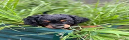 Mixed Breed dogs for sale: Rascal - Ad 11