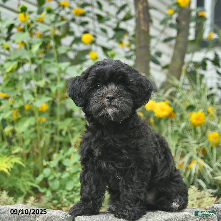 Maltese Shih Poodle Shih Tzu Black Black Tzu Shihpoo Puppies For