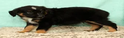 Mini Aussiedoodle dogs for sale: Leon - Ad 3