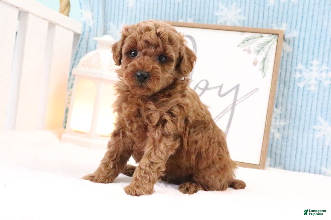 Miniature Poodle dogs for sale: Clay - Ad 3