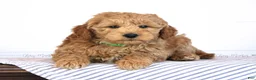 Mini Goldendoodle dogs for sale: Trevor - Ad 4
