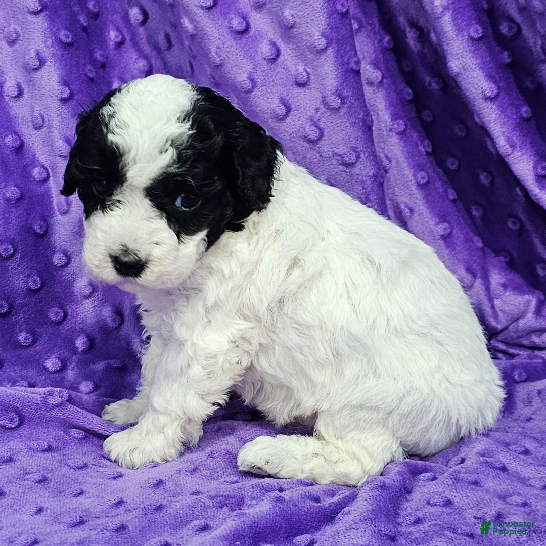 Mixed Breed dogs for sale: Daisy - Ad 3