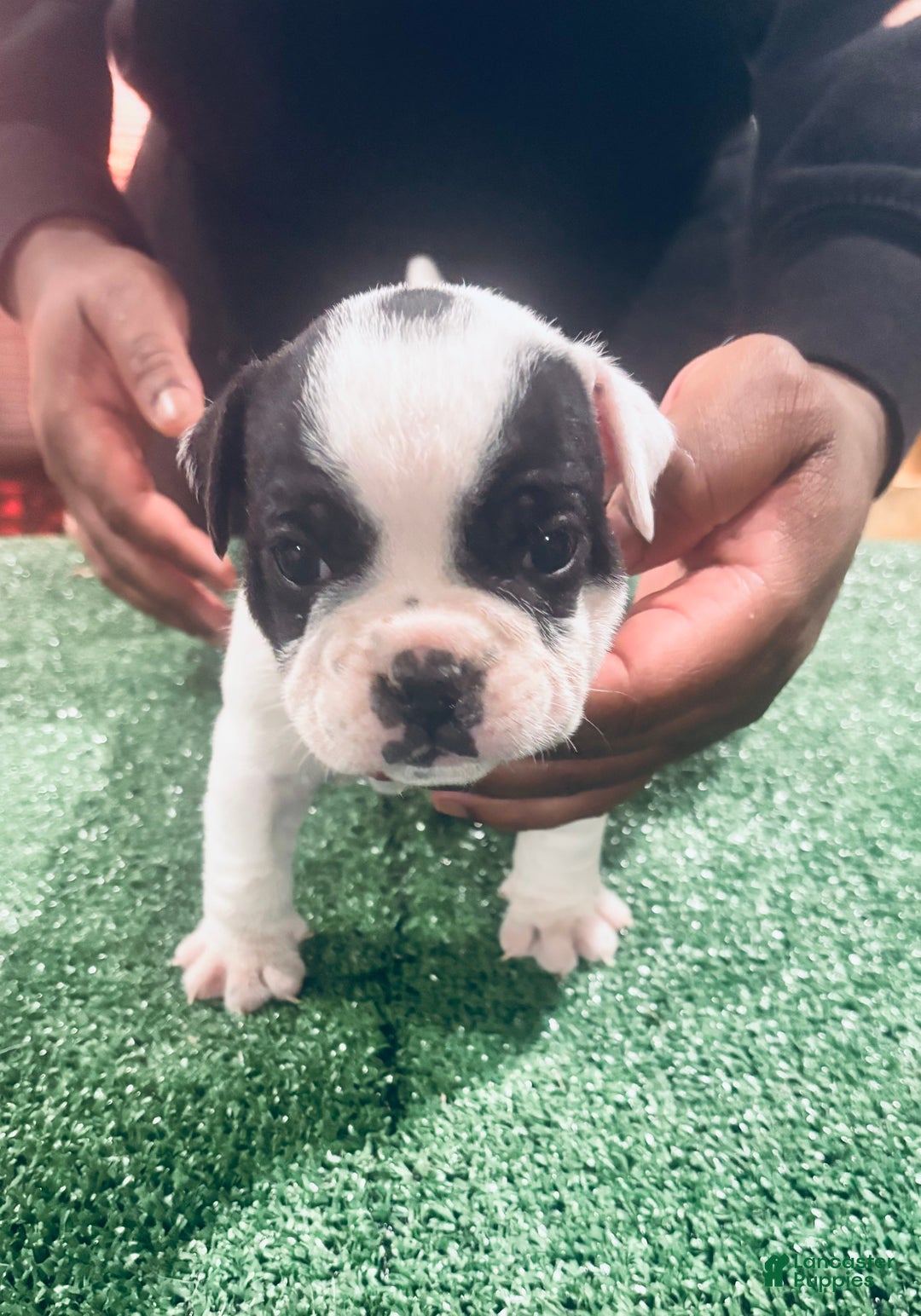 American Bully dogs for sale: American Bully Puppy 1 - Ad 2
